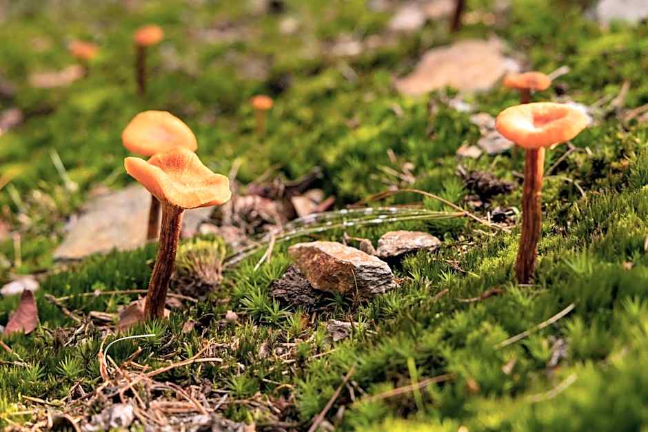 Eco-Resort Parco Botanico Fiorlago