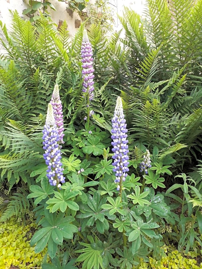 DUC MANOIR Chambres d'hôtes