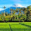 Sawah Ijen