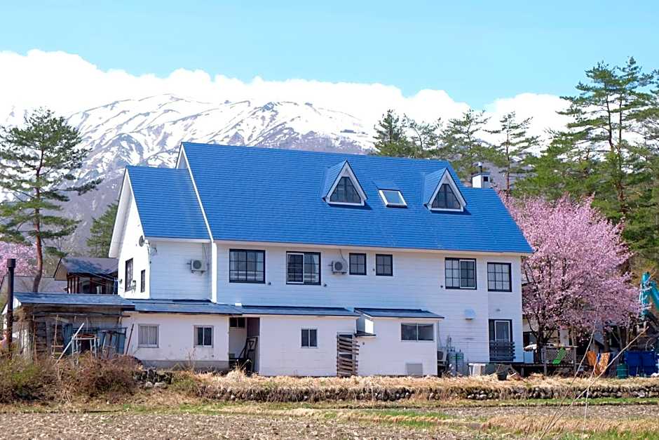 Hakuba Snow Fox