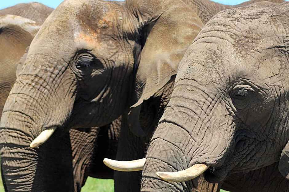 Hlosi Game Lodge - Amakhala Game Reserve