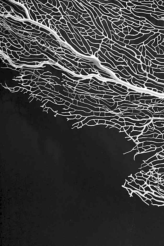 Seven Historical Suites