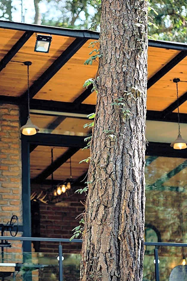 Cabaña Luna del Bosque