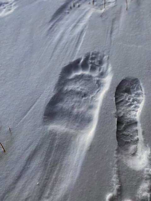 Bears Den Guest House