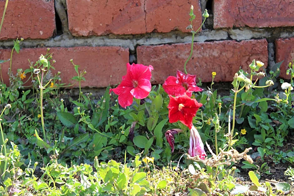 Gaggle Inn Guest Lodge