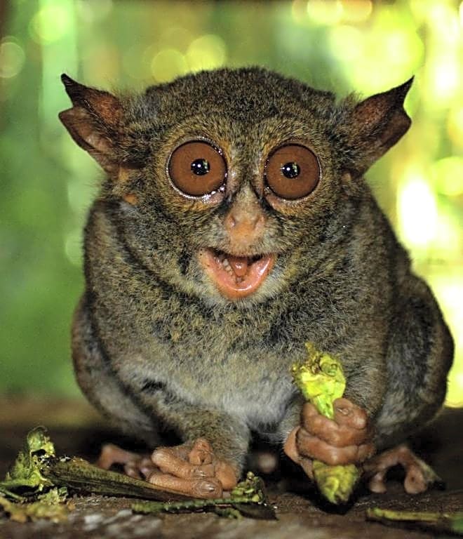 Tangkoko Sanctuary Villa