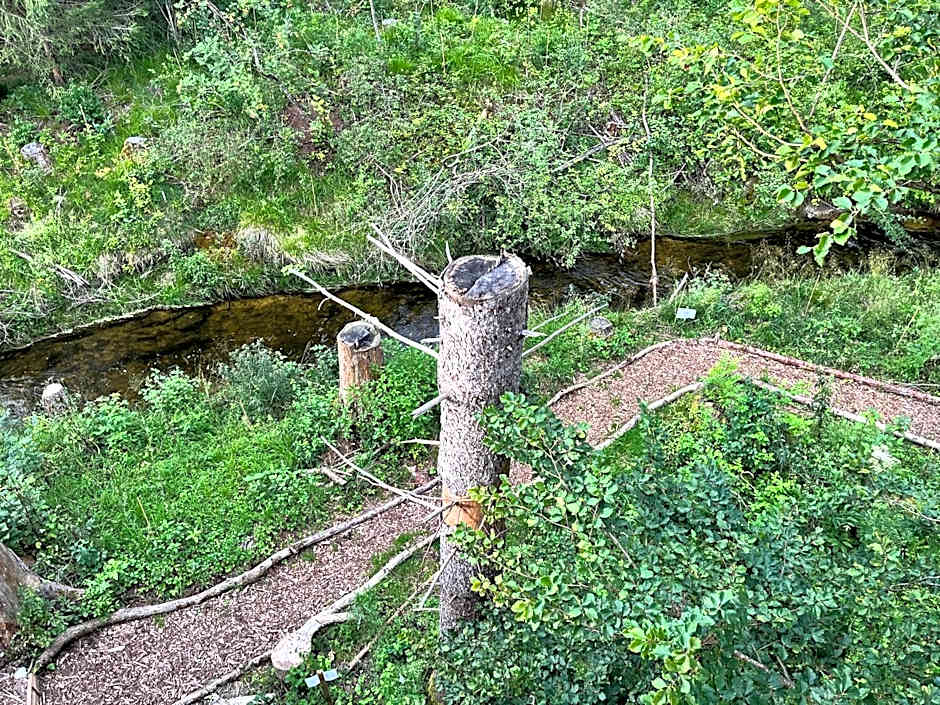 Wald ist Zukunft