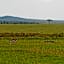 Muthu Keekorok Lodge, Maasai Mara, Narok