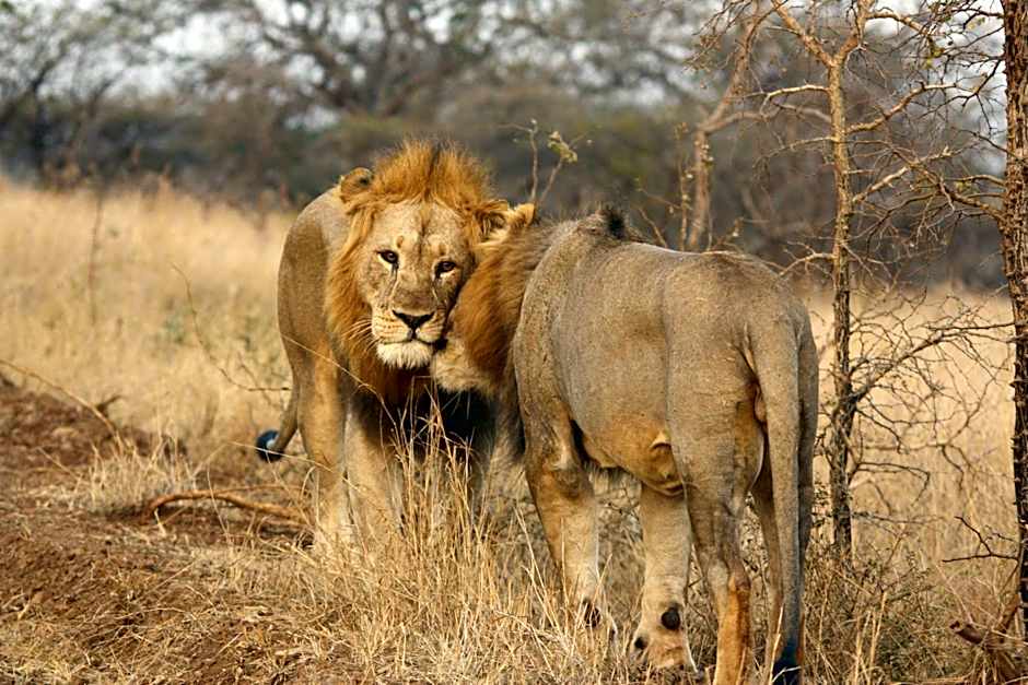 Leopard Mountain Safari Lodge