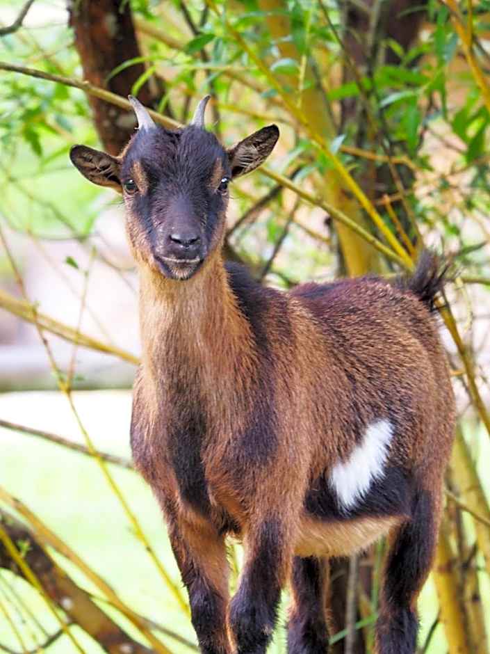 des Vignes et des Songes
