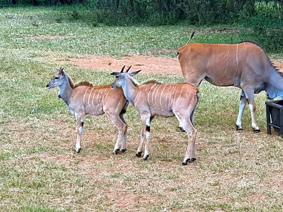 Kigeni Safari Lodge & Spa