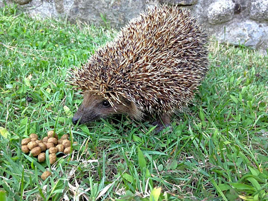 Iliada Hotel Kaz Daglari