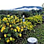 Khao Kho Flora