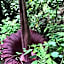 Asim Paris Guesthouse & jungle trekking
