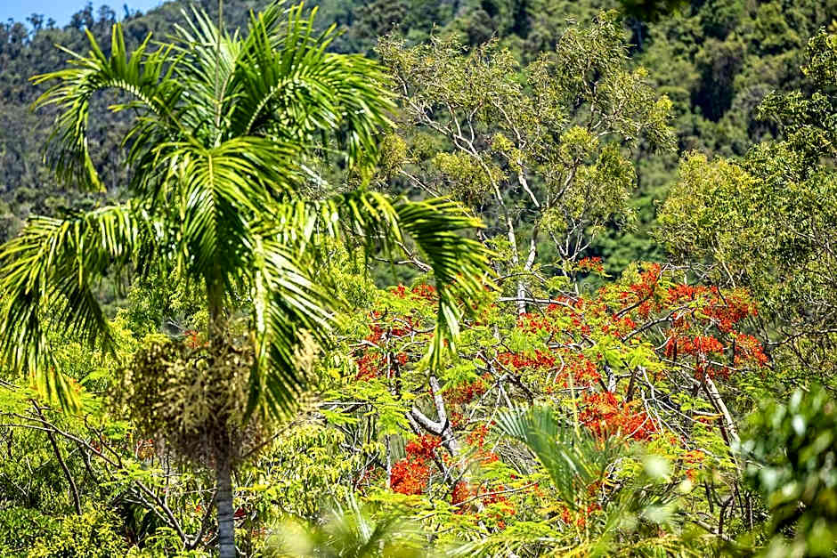 Kipara Tropical Rainforest Retreat