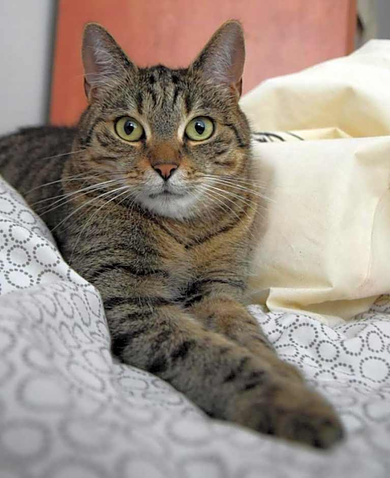 Sweet Home & Sweet Cats & Fast internet