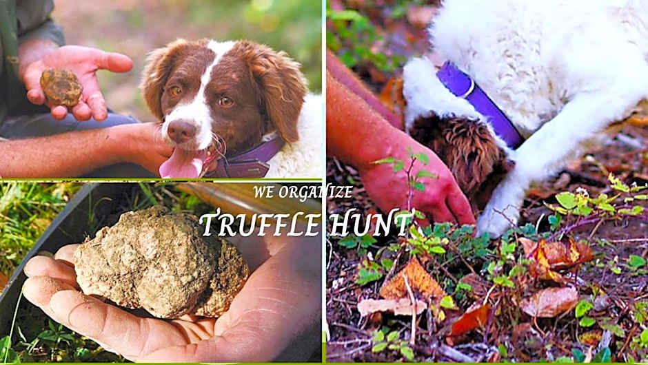 Villa Bellavista Alba, B&B