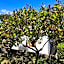 Poggio Aragosta Hotel & Spa