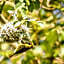 Elandela Private Game Reserve and Luxury Lodges Pty Ltd