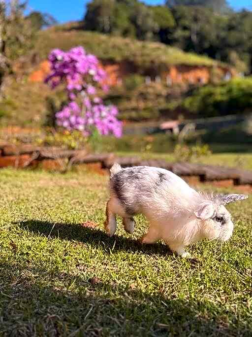 Casa de Campo - Águas Mornas SC