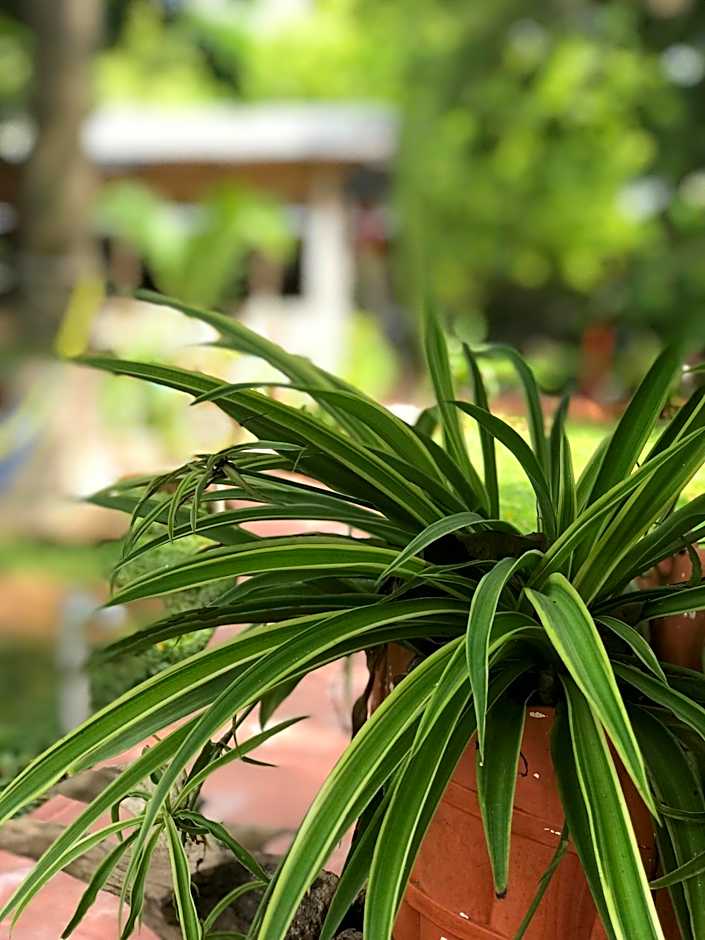 Yaxche Centro Hostal y Camping