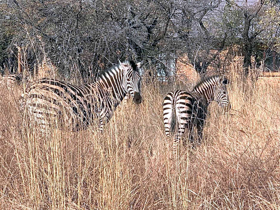 Makhato Bush Lodge 111