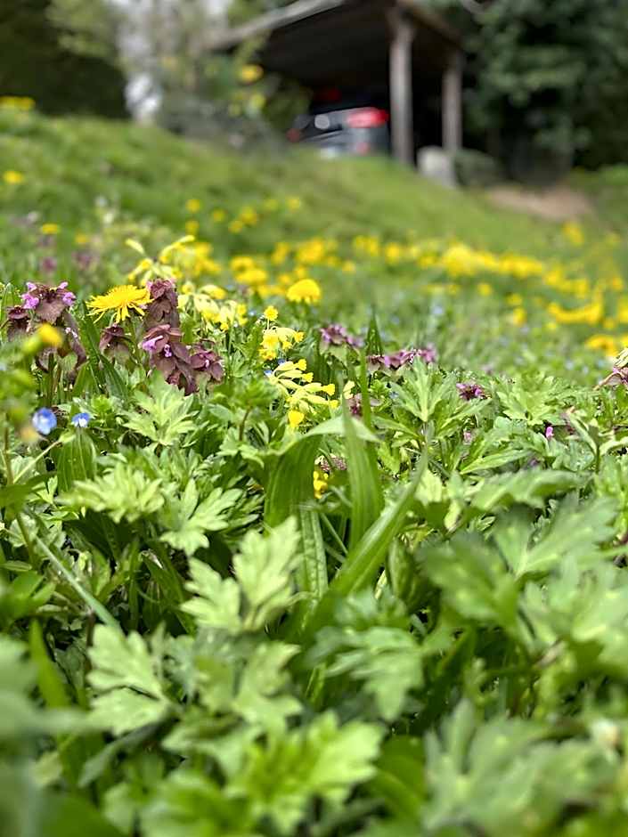 La Maison du Chevalier - Chambres et tables d'hôtes - adults only