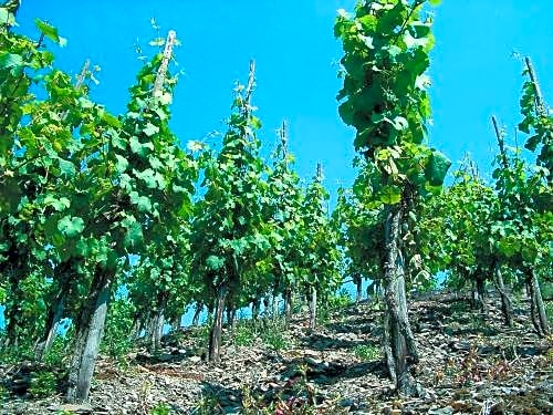 Weinhotel Hubertus Garni