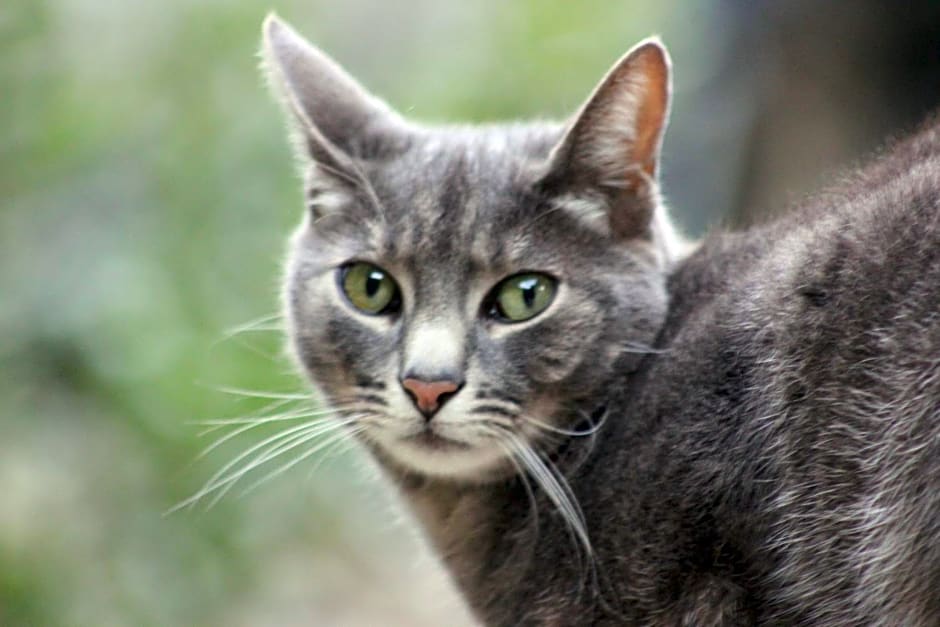 Chambre d'Hôte "Chez Antoinette et Charles"