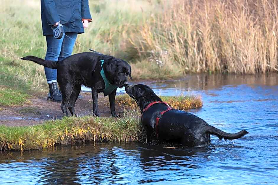 Norfolk Farm Stays by Beach Dog Friendly