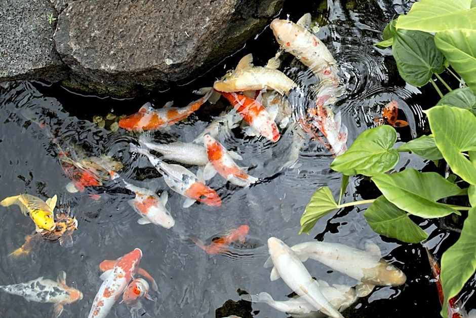 Casa Florida Hotel & Spa