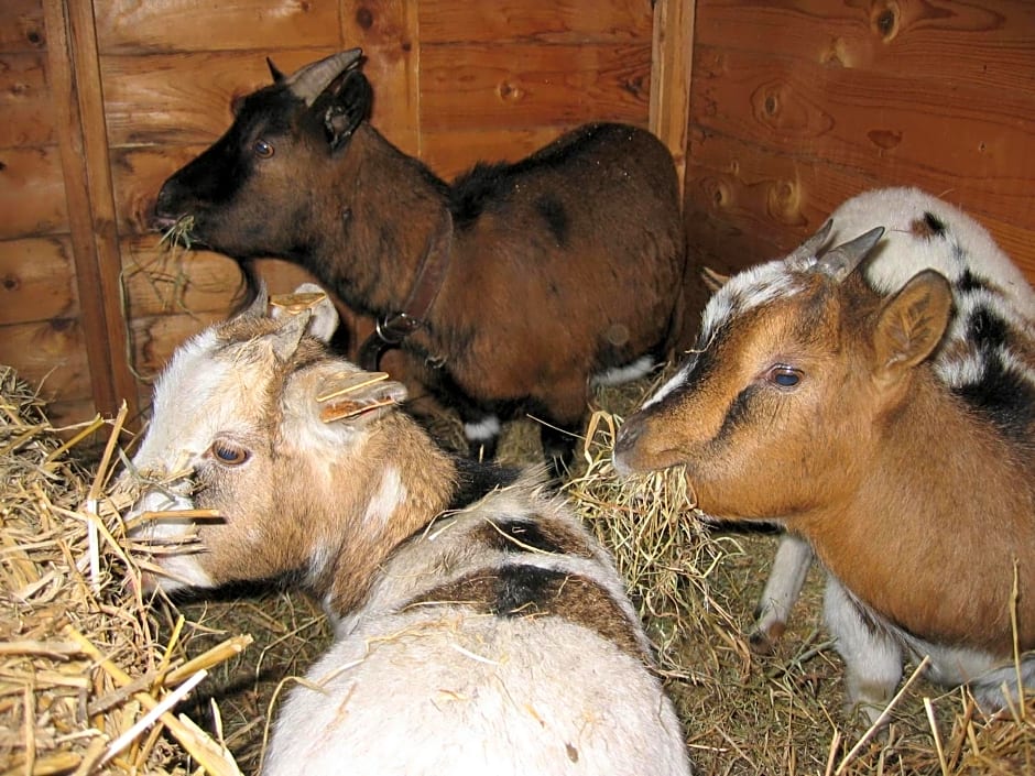 Comme à la Ferme