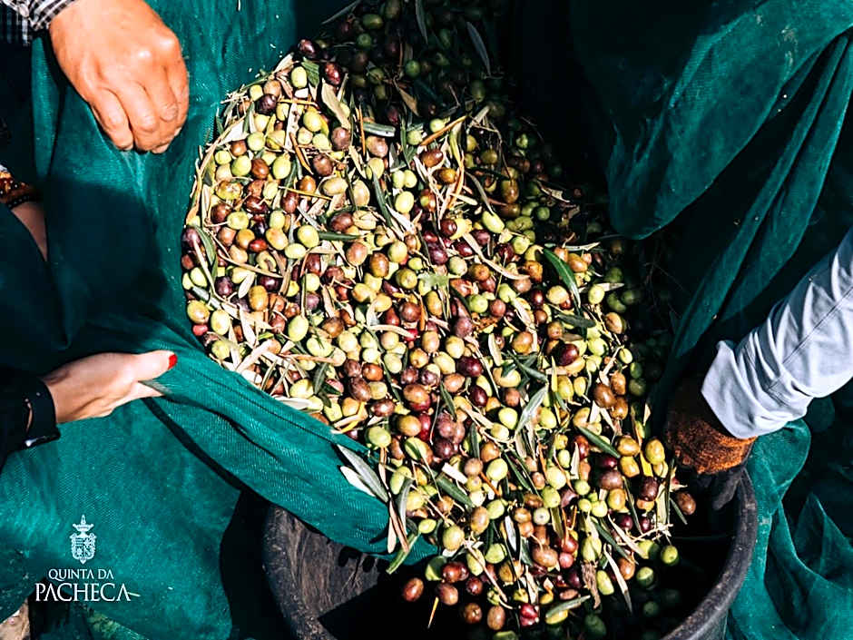 The Wine House Hotel - Quinta da Pacheca