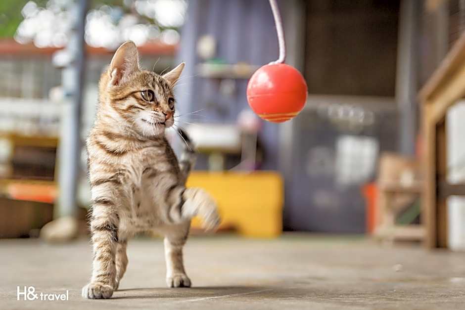 Seeking-Alishan Sunrise