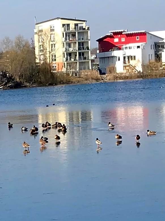 Seehotel Forst