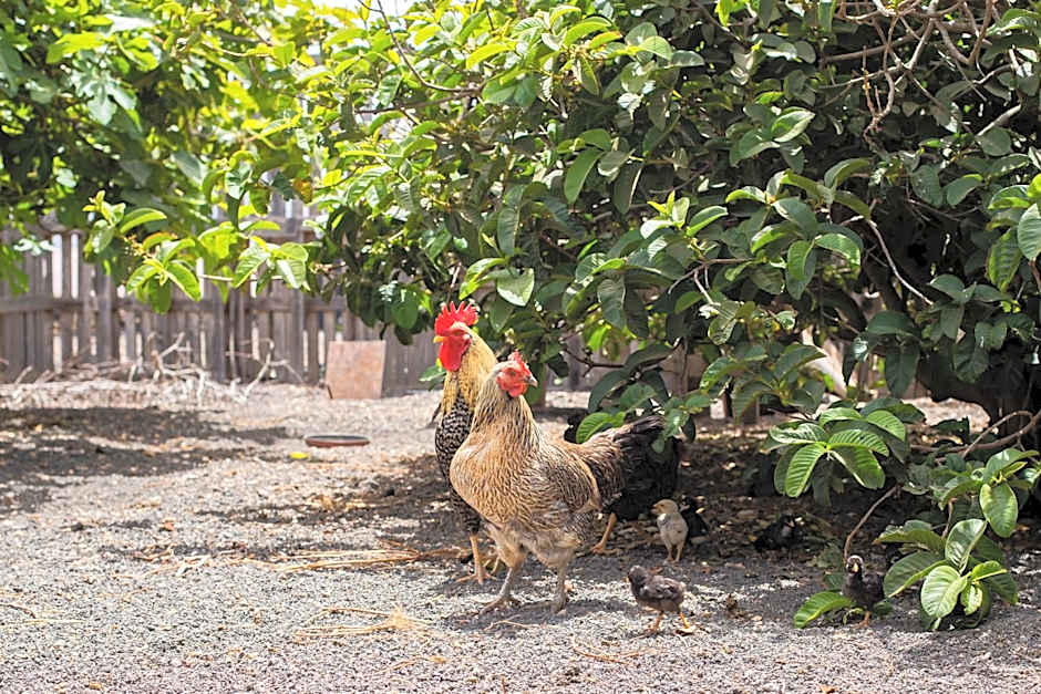Eslanzarote Eco Dome Experience