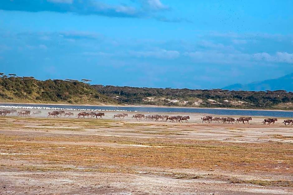 Gnu Ndutu Camp