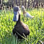 Pukeatua Farmstay