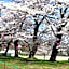 Nashikisou
