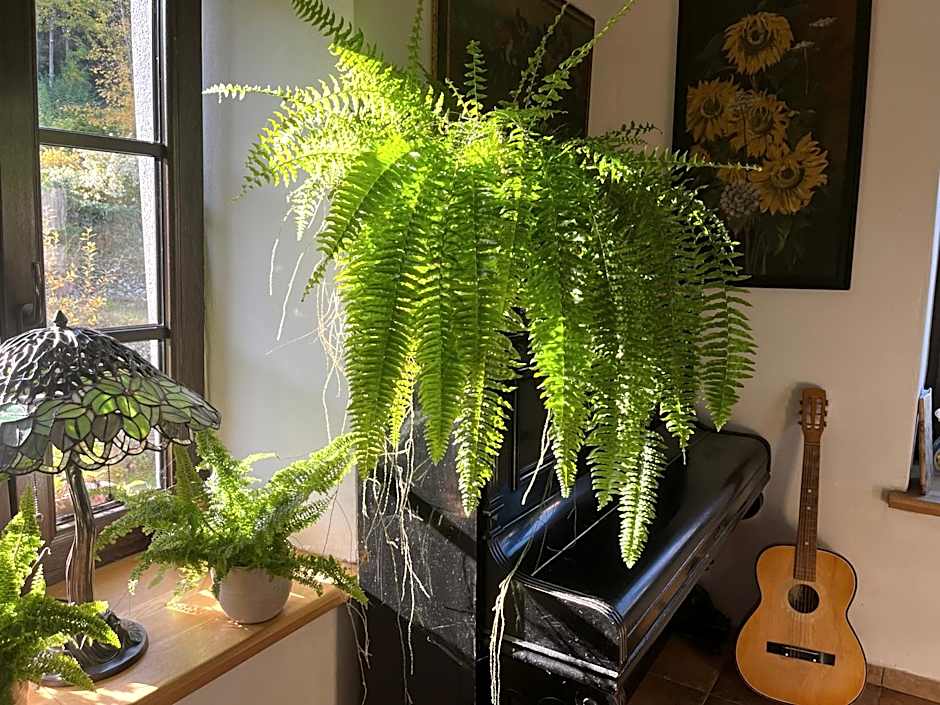 Pokoje Gościnne Art- Dworek