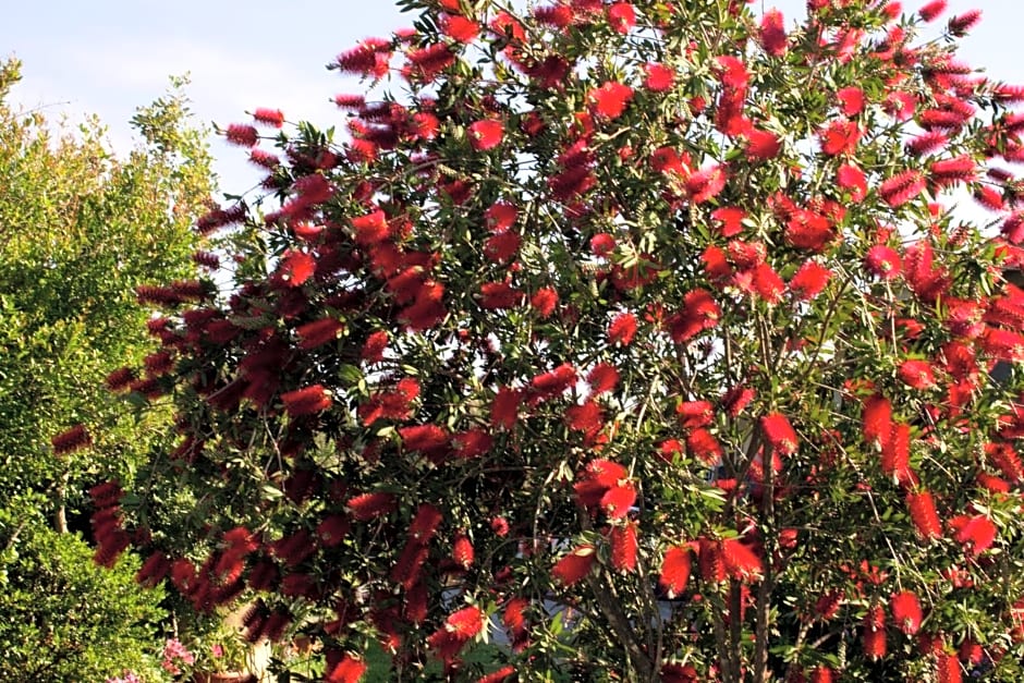 Il Vecchioliveto di Ornella