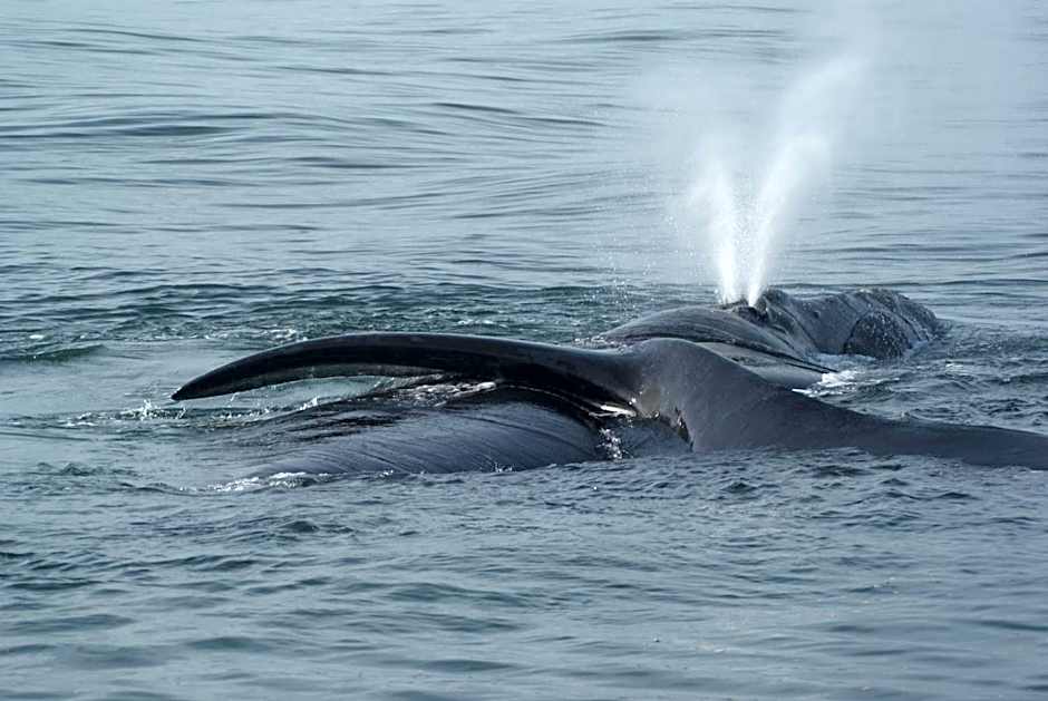 Whale Rock Luxury Lodge