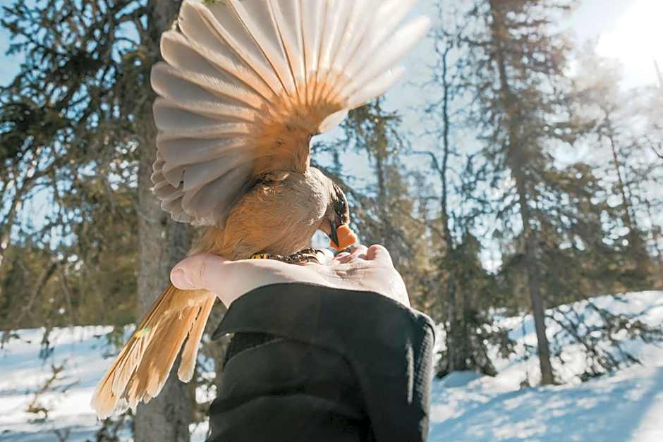 Lapland Hotels Pallas