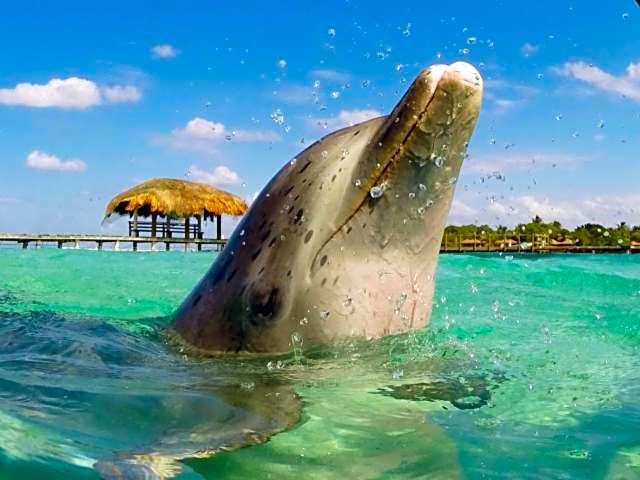 Conch Key Fishing Lodge & Marina