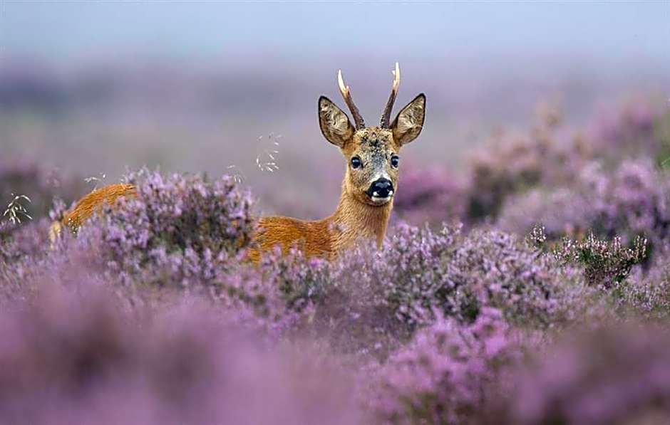 Hotel van der Valk Spier Dwingeloo