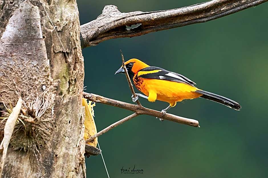 Birds & Breakfast Costa Rica