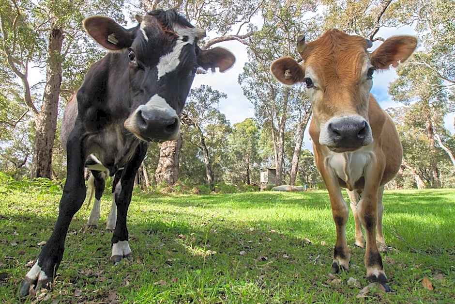 Che Sara Sara Chalets