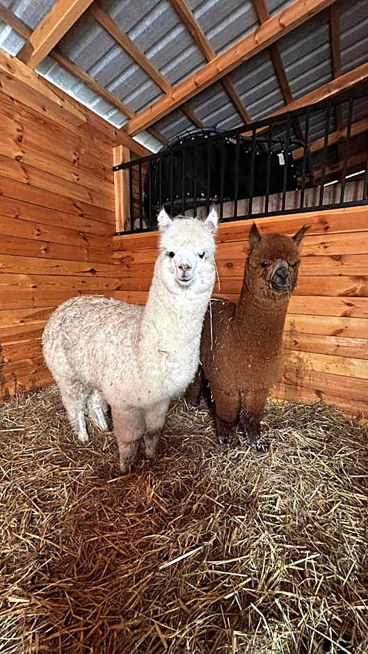 Ośrodek u Polaka-domek góralski