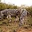 Little Kubu Lodge