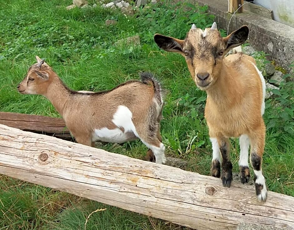 Chambres d'hôtes de charme à la ferme Freysz